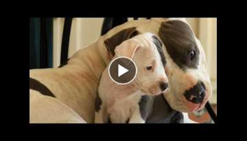 Mother Dogs Protecting Their Babies Compilation Mother Dogs Protecting Their Babies Compilation