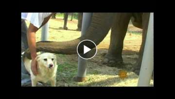 Elephant Waits Weeks For Injured Dog BFF To Return, Watch As They’re Finally Reunited