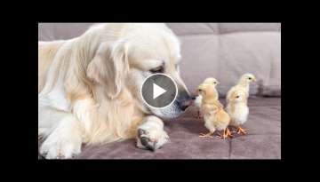 What does a Golden Retriever do when sees Baby Chicks What does a Golden Retriever do when sees Baby Chicks