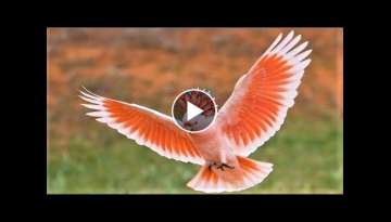 10 Most Beautiful Cockatoo Species on Planet Earth 10 Most Beautiful Cockatoo Species on Planet Earth