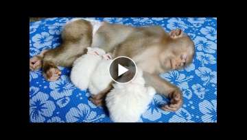 Cute bunny sleeps with monkey Moon look like sleeps with mom