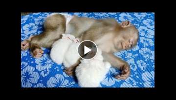 Cute bunny sleeps with monkey Moon look like sleeps with mom Cute bunny sleeps with monkey Moon look like sleeps with mom