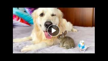 Cute Baby Bunnies, Golden Retriever and Budgie - Amazing Friendship
