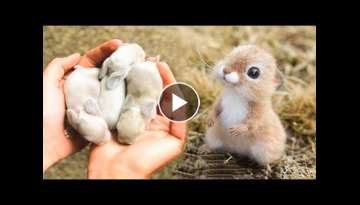 AWW SO CUTE! Cutest baby animals Videos Compilation Cute moment of the Animals - Cutest Animals