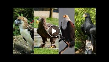 Top 10 Biggest And Largest Eagles Of The World