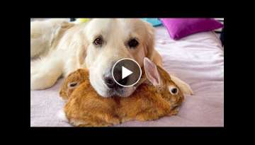 Golden Retriever uses his best friends rabbits as pillows!