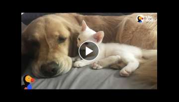 Spoiled Dog Welcomes Rescue Kitten Into Her Family