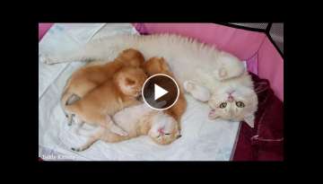 Golden British Shorthair kittens and their cat mother Caramel