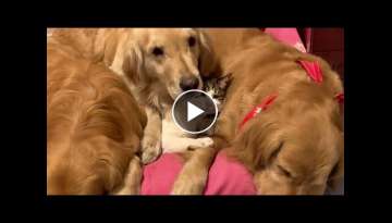 These Goldens and Cat are Super Cuddle Buddies