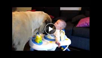 Bebe jugando con mastiff ingles