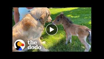 Mini Horse Tries So Hard To Make His Very First Friend | The Dodo Little But Fierce