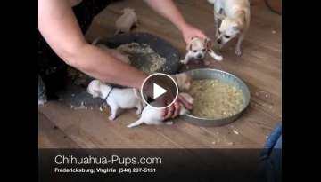 How To Wean Chihuahua Puppies - 4 weeks old - First Solid Food