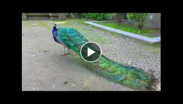 Pavo Real con Plumaje Extendido. Peacock with Extended Plumage. Pavo Muticus. Merak Bird