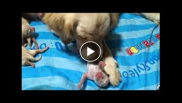 Mother Golden Retriever Cleaning Newborn Puppies