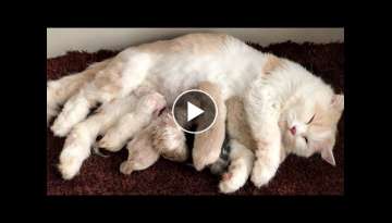 Cat Giving Birth: Cat Gives Birth To 6 Kittens