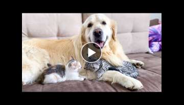 Cute Baby Kittens think the Golden Retriever is their Mother