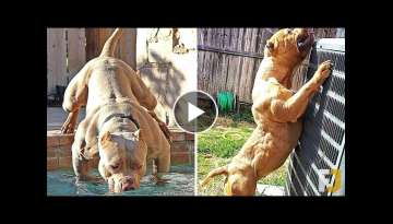 10 Strongest Dogs On Planet Earth