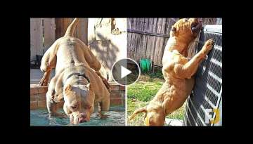 10 Strongest Dogs On Planet Earth 10 Strongest Dogs On Planet Earth
