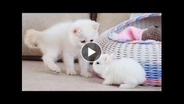 White kitten and white tiny bunnies | It's so Сute!