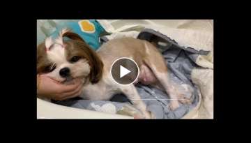 SHIH TZU GIVING BIRTH TO 2 PUPPIES FOR THE FIRST TIME | HOW TO HELP A DOG GIVE BIRTH