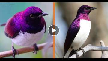The Violet-Backed Starling Looks Like A Beautiful, Flying Gemstone (15 pics)