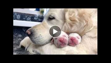Funny and cute moments of animal loving family