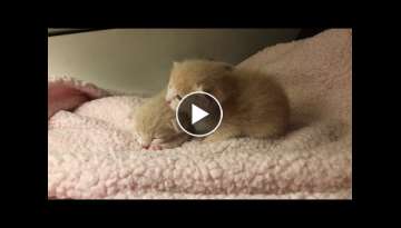 ASMR Fall Asleep with Baby Kittens Crawling, Sleeping, Soft Meowing