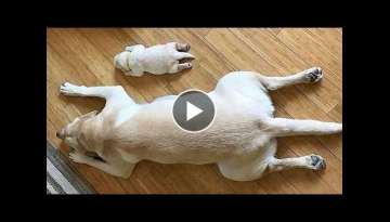 Funniest Dog Video 2021 - Don't try to hold back Laughter Funniest Dog Video 2021 - Don't try to hold back Laughter