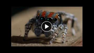 Best Spider Moments | Top 5 | BBC Earth Best Spider Moments | Top 5 | BBC Earth