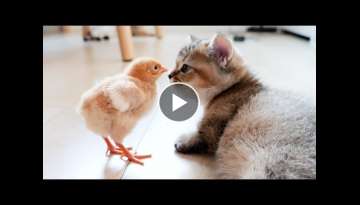 Please see the relaxing time of kittens and chicks