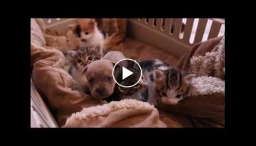 Newborn Puppy and his Cat Family