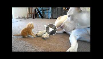 Cute kitten with pitbull Cute kitten with pitbull