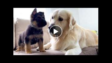 Golden Retriever Meets New German Shepherd Puppy for the First Time!