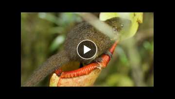 A Poo-Eating Plant!? | The Green Planet | BBC Earth