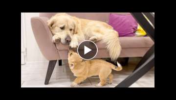 Cute Puppy tries to play with Golden Retriever who ignores him Cute Puppy tries to play with Golden Retriever who ignores him
