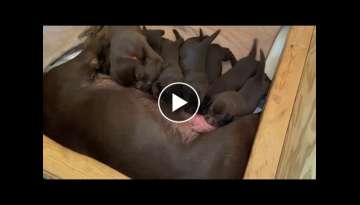 24 day old Lab pups nursing