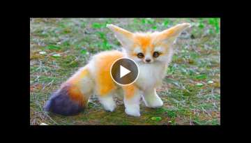 15 Cutest Pets You Can Legally Own 15 Cutest Pets You Can Legally Own