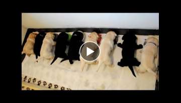 Karmienie labradorow ( feeding labradors ) Karmienie labradorow ( feeding labradors )