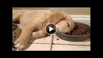 Funny and Cute golden retriever Puppies Compilation