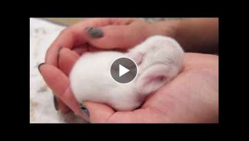 Newborn Baby Bunnies Snuggle and Sleep