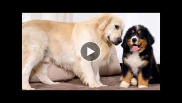 How the Golden Retriever and the Bernese Mountain Dog Became Best Friends [Compilation]