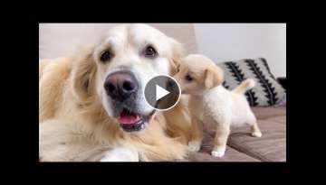 Puppy trying to make friends with a Golden Retriever