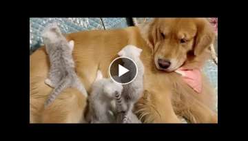 Tiny Kittens And Golden Retriever