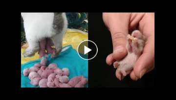 Cute Baby Animals | Cute Animals Giving Birth Video Compilation | Cutest Animals | Animals Soo Cu...
