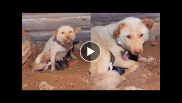 Rescue 5 newborn puppies and mother dog in a cave
