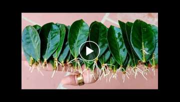 How to Propagating Ixora Flower by leaves, rooting more and succeed 100% How to Propagating Ixora Flower by leaves, rooting more and succeed 100%