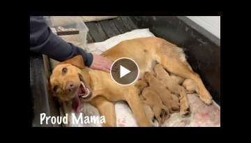Puppies Being Born, Natural Birth Highlights from Our Dog's First Litter