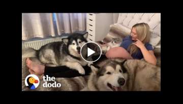 Malamutes and Maine Coon Cat Meet Human Baby Sister For The First Time | The Dodo