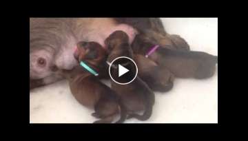 Daisy's newborn puppies just four of five suckling Daisy's newborn puppies just four of five suckling