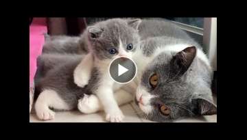 Baby Kitten Doesn't Want a Bath From Mama Baby Kitten Doesn't Want a Bath From Mama